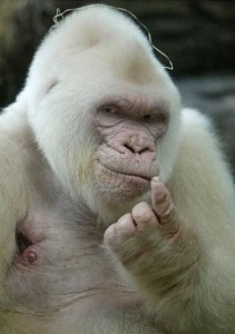 Создать мем: животные альбиносы, горилла альбинос джордж показал фак, шимпанзе альбинос