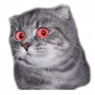 Create meme: surprised cat , sticker kitty surprise, sticker cat