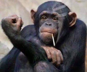 Создать мем: смешная обезьяна с сигаретой, обезьяна фак, шимпанзе