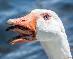 Create meme: rare, crested, goose