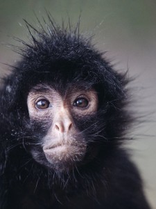 Create meme: the surprised animals, funny monkey, monkeys