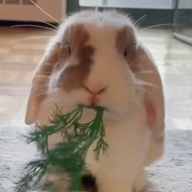 Create meme: dwarf rabbit , rabbit , dutch rabbit