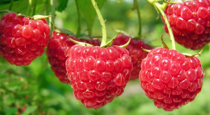 Create meme: raspberry variety, raspberry ordinary, raspberry glen ampl