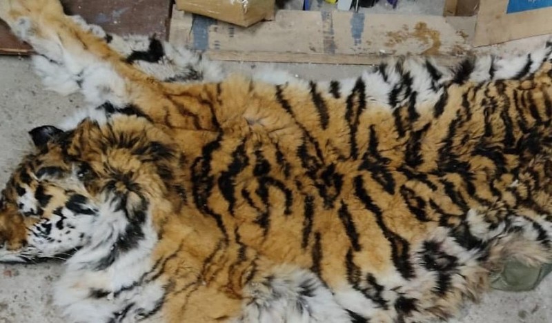 Create meme: the Amur tiger , tiger skin, the far eastern tiger