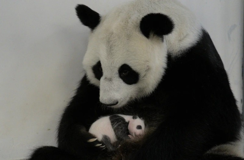 Create meme: panda at the Moscow zoo, panda cub, Panda 