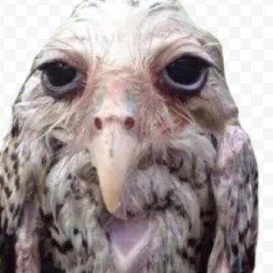 Create meme: owl owl, funny owls, owl