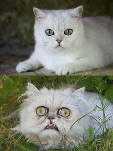 Create meme: cat , weird looking cat, white cat 