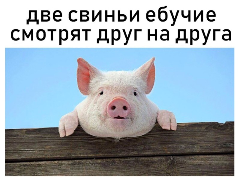 Создать мем: свинья милая, дае свиньисмотрят друг на друга, две свиньи