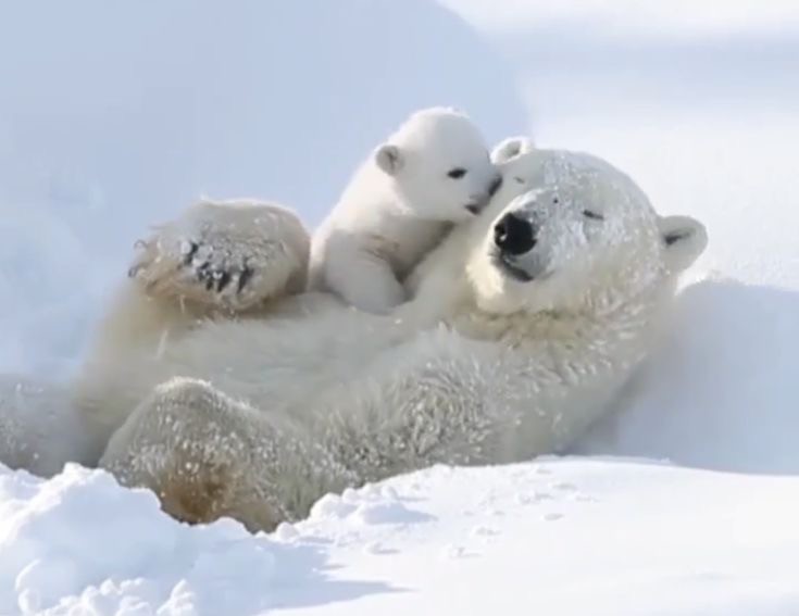 Создать мем: белый медведь с медвежонком, белый медведь детеныши, белый полярный медведь