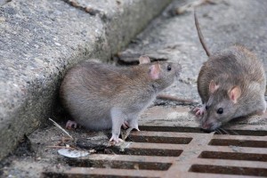 Create meme: the Norway rat, rodents rats, rat Pasyuk