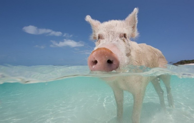 Создать мем: поросенок на море, свинья на берегу моря, свинья на пляже