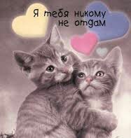 Создать мем: милые котики, любовь котики, я тебя люблю котенок