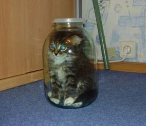 Create meme: cat, kitten in a jar, cat in the can