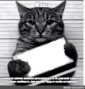 Create meme: cat criminal with a sign, cat, the cat is a repeat offender