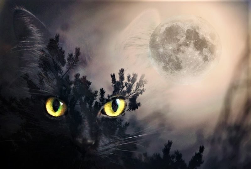 Создать мем: загадочный кот, чёрная кошка, лунные коты