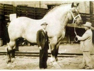 Создать мем: самая большая порода лошадей, шайр лошадь самсон, бруклин сьюприм лошадь