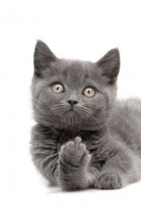 Create meme: cat shows FAK, cat middle finger, gray kitten PNG