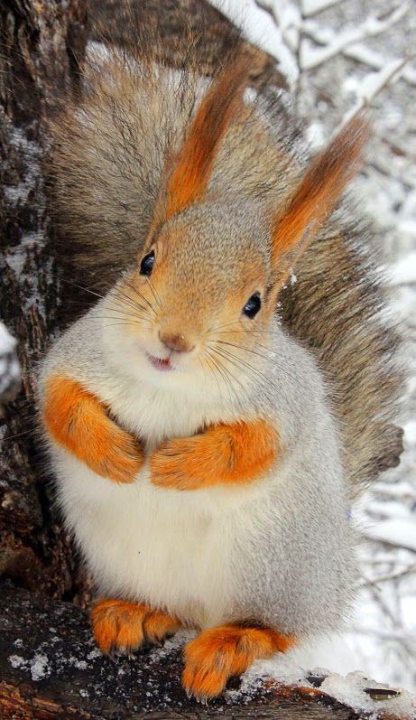 Create meme: fluffy squirrel, proteins animals, protein 