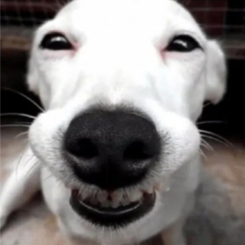 Create meme: funny dog , The smiling dog, smiling dog