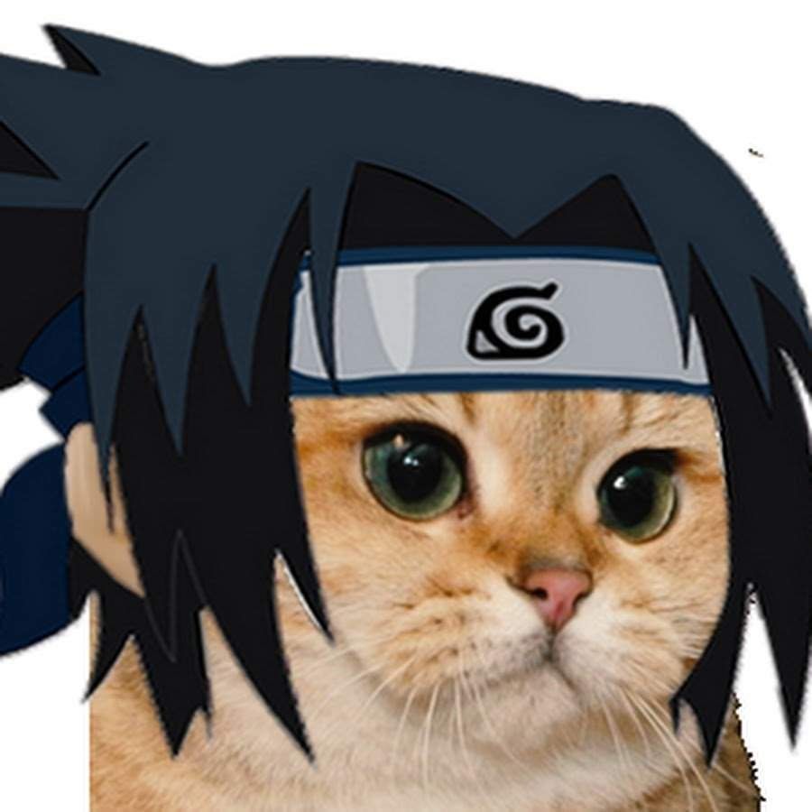 Madara on X What would you name this cat anime memes manga  animememes NARUTO cat law onepiece funny luffy bnha demonslayer  Tanjiro httpstco7uMZ8i0VR5  X