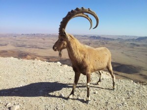 Create meme: goat, ibex, the goat in the wilderness