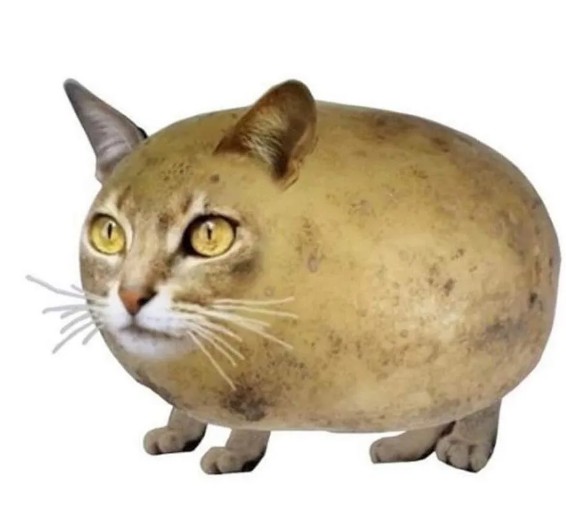 Create meme: cat , the look of a cat is the grace of a potato, chilipizzdrick gavkoshmyg