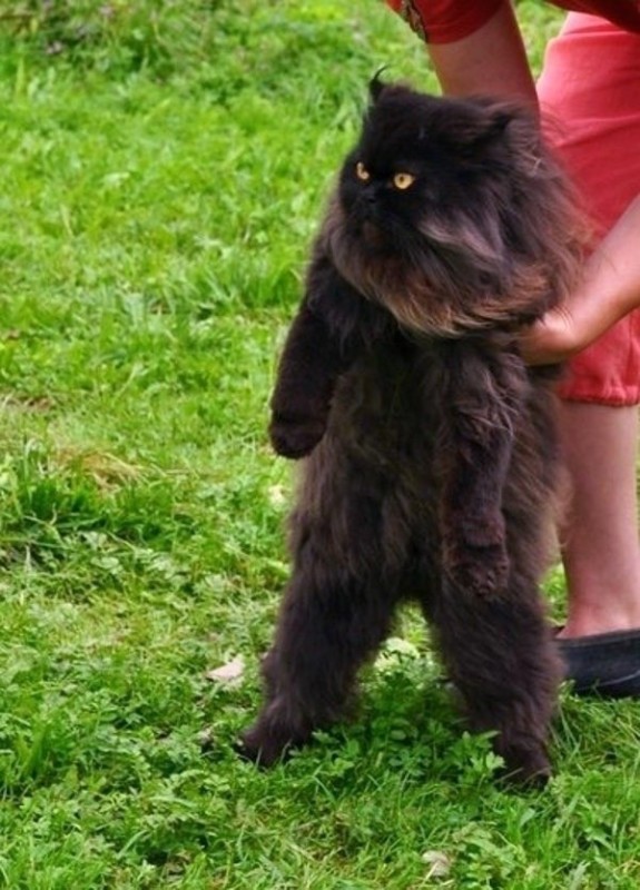 Создать мем: кошка, черный персидский кот, кошечка