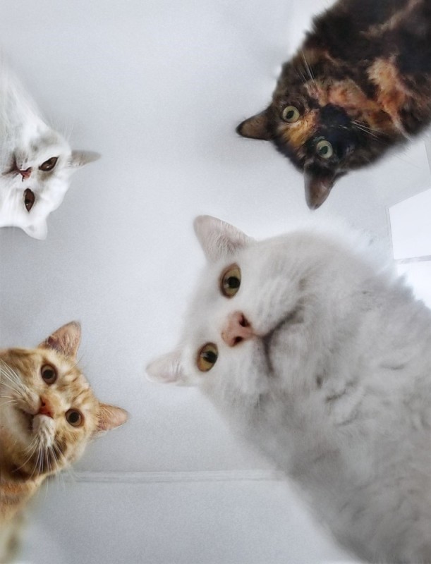 Create meme: memes with cats , cat , cat cat cat
