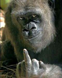 Create meme: monkey fuck, gorilla