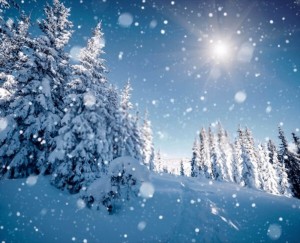 Create meme: winter landscape, winter nature, winter forest