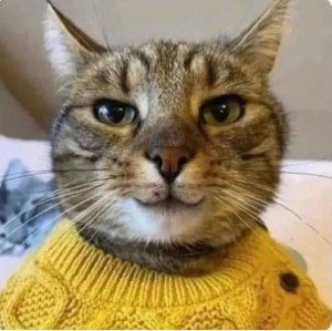 Создать мем: бразильская короткошёрстная кошка, котик в свитере мем, кот
