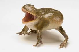 Создать мем: лягушка жаба, водяная лягушка, орущая жаба