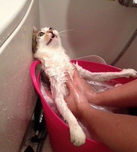 Create meme: kittens are bathed meme, meme the cat in the tub, funny cats water