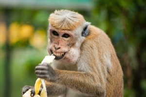 Создать мем: обезьянка ест банан, дикая обезьяна, обезьяна ест банан