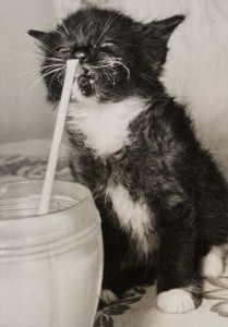 Создать мем: кот в кефире, кошка пьет молоко, кот в молоке