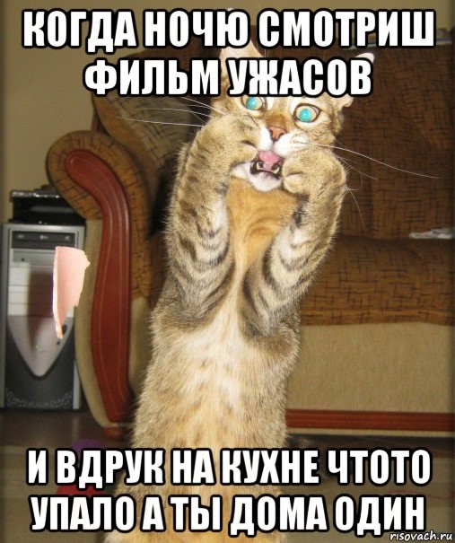 Create meme: cat , Laughing cats to tears, Funny cats to tears