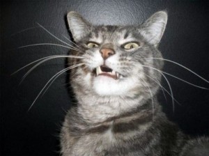 Create meme: funny photos, proud cat, cat
