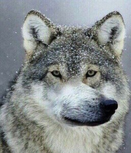 Create meme: wolf wolf wolf meme, wolf wolf, wolf auf