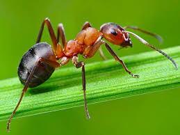 Создать мем: фотографии муравья для детей, виды муравьев, муравей