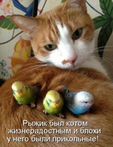 Create meme: parrot loves cat, katamatite, cat and parrot funny