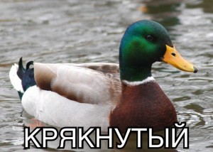 Create meme: duck, Mallard