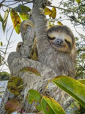 Создать мем: ленивец двупалый, ленивец, bradypus pygmaeus