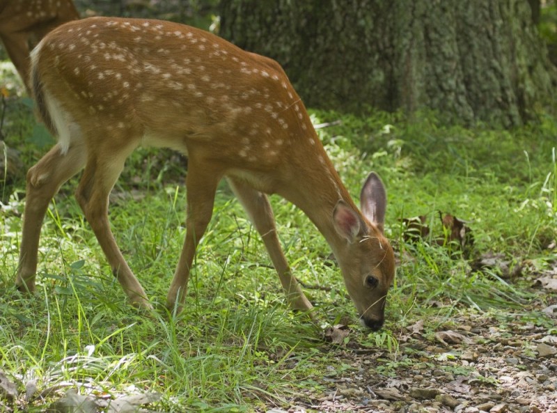 Create meme: spotted deer fawns, Sika deer , ussuri spotted deer