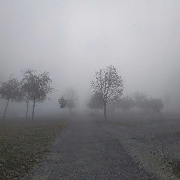 Создать мем: утро туман, густой туман, лес ночью в тумане