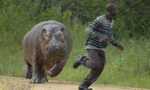 Create meme: attack of the Hippo, africa funny pictures, Hippo runs