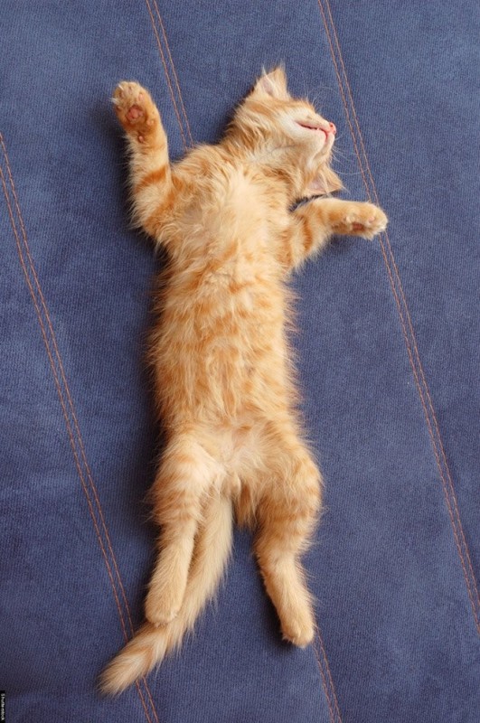 Create meme: red cat , cat , kitten lying on back