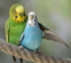 Create meme: young wavy parrot, budgies, budgie