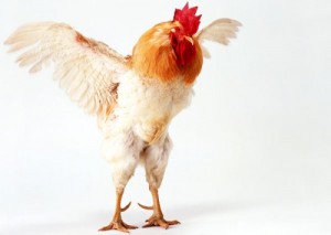 Создать мем: poultry, rooster, петушара