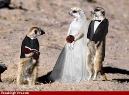 Create meme: meerkat , animals in wedding dresses, animal meerkat