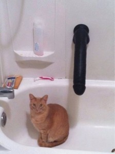 Создать мем: кот в ванной, кот на унитазе, котик в ванной